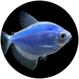 GloFish Tetra
